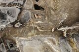 Polished Petrified Wood Slab - McDermitt, Oregon #277131-1